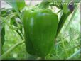 large green bell pepper