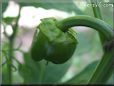 bell pepper