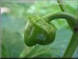  bell pepper