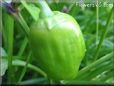 hot habanero
