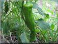 large green chili pepper