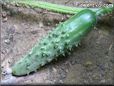medium cucumber