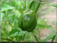 bell pepper