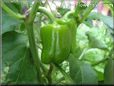 bell pepper