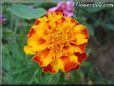 orange red marigold