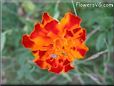 orange red marigold