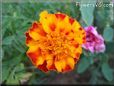 orange red marigold