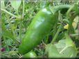  jalapeno pepper
