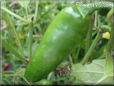  jalapeno pepper