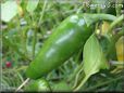 jalapeno pepper