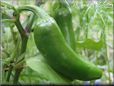  jalapeno pepper