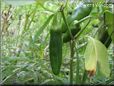 large green chili pepper