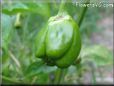 bell pepper
