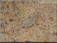 young horned lizard