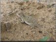 young horned lizard