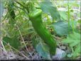 large green chili pepper