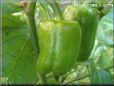 large green bell pepper