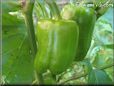 bell pepper