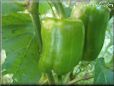 bell pepper