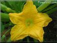 Squash flower blossom pictures