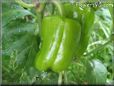 bell pepper