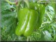 bell pepper