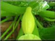 small squash
