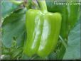 bell pepper