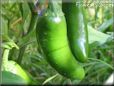  jalapeno pepper