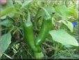  jalapeno pepper
