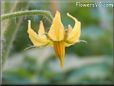 tomato flower