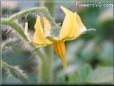 tomato flower