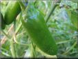  jalapeno pepper