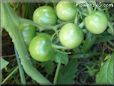 small tomato