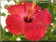  hibiscus picture