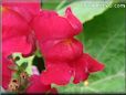 red snap dragon flower