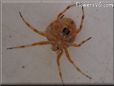 orange spider