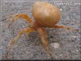 orange spider