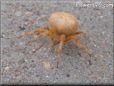 orange spider