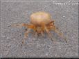 orange spider