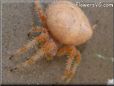 orange spider