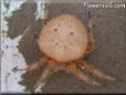 orange spider