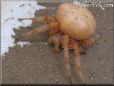 orange spider