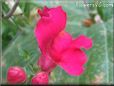 red snap dragon flower