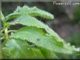 sundew plant