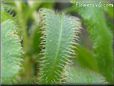  sundew plant
