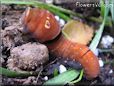 red orange caterpillar