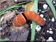 red orange caterpillar
