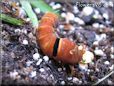 red orange caterpillar