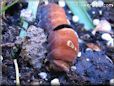 red orange caterpillar